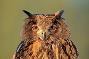 Concentration: Eurasian eagle-owl (Bubo bubo), adult, animal portrait