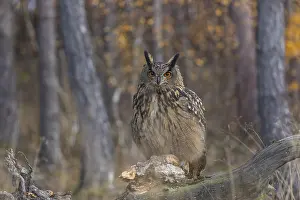 Root: One Eurasian Eagle Owl, Bubo bubo