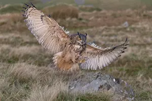 Cumbria: Eurasian Eagle Owl (Bubo bubo) adult, flying, landing