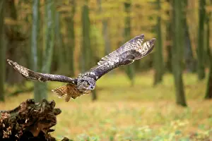 Slovakia: Eurasian eagle-owl (Bubo bubo), adult, flies over
