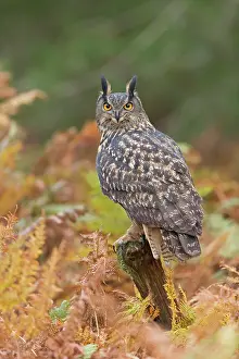 Bracken: Eurasian Eagle-owl (Bubo bubo) adult, perched on