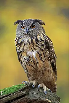 Slovakia: Eurasian eagle-owl (Bubo bubo), adult, perching