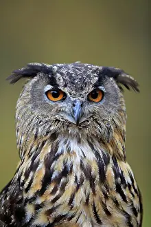 Slovakia: Eurasian eagle-owl (Bubo bubo), adult, portrait