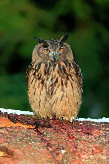 Fluff: Eurasian eagle-owl (Bubo bubo), adult, on tree