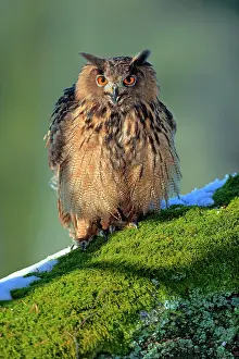 Fluff: Eurasian eagle-owl (Bubo bubo), adult, on tree