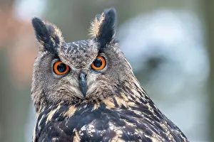 Czech: Eurasian eagle-owl (Bubo bubo), animal portrait