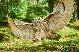 Approach: Eurasian eagle-owl (Bubo bubo) on approach, captive