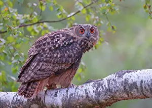 Betulaceae: Eurasian eagle-owl (Bubo bubo) in a birch tree