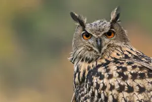 September: Eurasian Eagle-Owl (Bubo bubo) captive