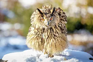 Fluff: Eurasian eagle-owl (Bubo bubo), Captive, Bavarian
