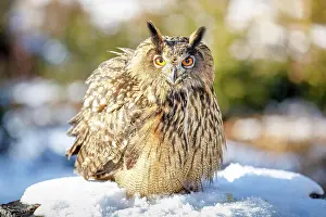 Fluff: Eurasian eagle-owl (Bubo bubo), Captive, Bavarian
