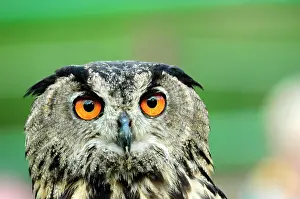 Bubo: Eurasian eagle-owl (Bubo bubo), captive, Germany