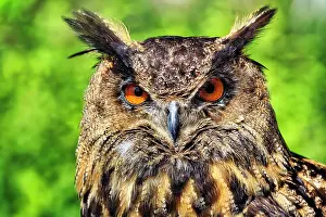 Bubo: Eurasian eagle-owl (Bubo bubo), captive, portrait
