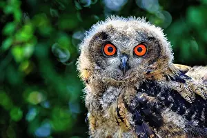 Sweet: Eurasian eagle-owl (Bubo bubo), captive, portrait
