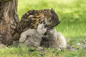 Anim: Eurasian Eagle Owl (Bubo Bubo) feeding her chic