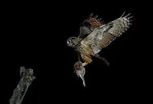 Cuniculus: Eurasian eagle-owl (Bubo bubo) in flight with prey