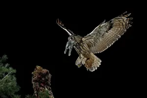 Cuniculus: Eurasian eagle-owl (Bubo bubo) in flight with prey