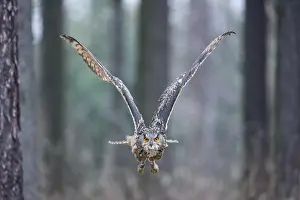 Bohemia: Eurasian Eagle Owl (Bubo bubo) flying low throu