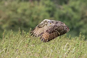 Gloucestershire: Eurasian Eagle Owl (Bubo bubo) flying low throu