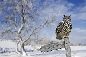 Sign: Eurasian eagle-owl (Bubo bubo) perched on signpost