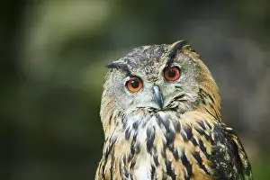 Bubo: Eurasian eagle-owl (Bubo bubo) portrait, Bavaria