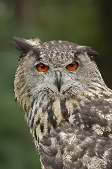 Direct: Eurasian eagle-owl (Bubo bubo), portrait, captive
