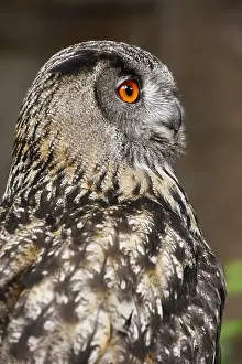 Rhine: Eurasian eagle-owl (Bubo bubo), portrait, captive