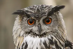 Rhine: Eurasian eagle-owl (Bubo bubo), portrait, captive