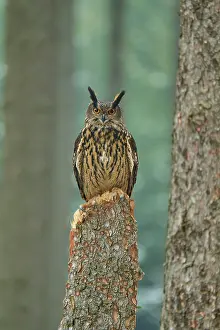 Bubo: Eurasian eagle-owl (Bubo bubo), sitting on tree