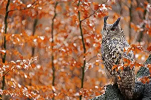 Hunt: Eurasian Eagle Owl, Bubo Bubo, sitting tree trunk, wildlife