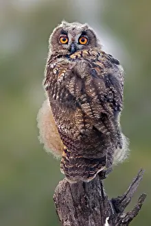 Biospharenreservat: Eurasian eagle-owl (Bubo bubo) young bird on perch