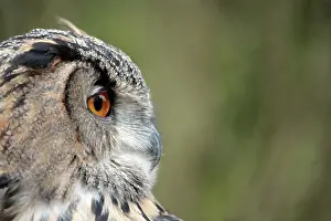 Rich Thomas: Eurasian Eagle Owl - controlled conditions International