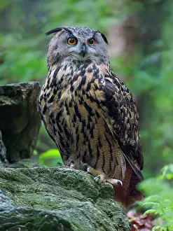 Enclosure: Eurasian eagle-owl. Enclosure in the Bavarian Forest