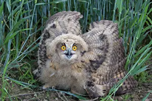 Defense: Eurasian Eagle Owl - juvenile owl in defense postion