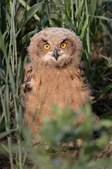 080120: Eurasian Eagle Owl - juvenile owl standing on the