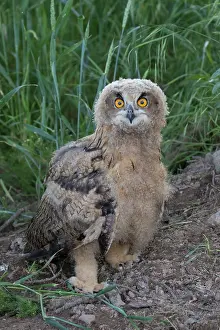 080120: Eurasian Eagle Owl - juvenile owl standing on the