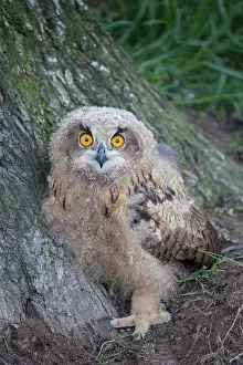 080120: Eurasian Eagle Owl - juvenile owl standing on the