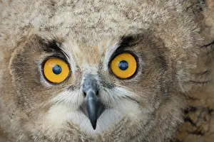 080120: Eurasian Eagle Owl - portrait of a juvenile owl