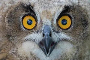 080120: Eurasian Eagle Owl - portrait of a juvenile owl