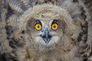 080120: Eurasian Eagle Owl - portrait of a juvenile owl