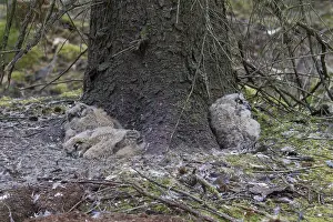 100917: Eurasian Eagle-Owl - young owls in nest - Sweden
