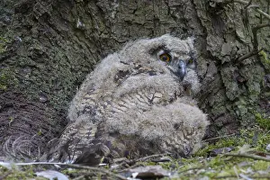 100917: Eurasian Eagle-Owl - young owls in nest - Sweden