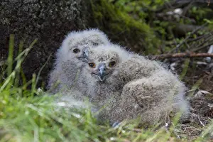 100917: Eurasian Eagle-Owl - young with prey in nest - Sweden