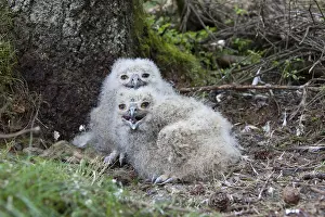 100917: Eurasian Eagle-Owl - young with prey in nest - Sweden