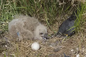 100917: Eurasian Eagle-Owl - young with prey in nest - Sweden