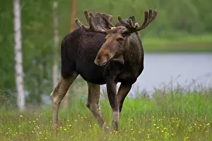 Capreolinae: Eurasian Elk (Alces alces), Sweden, Europe