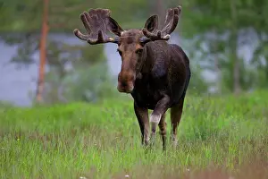 Capreolinae: Eurasian Elk or Moose (Alces alces), bull, Lappland