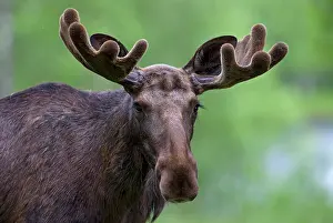 Capreolinae: Eurasian Elk or Moose (Alces alces), bull, portrait