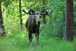 Capreolinae: Eurasian elk or moose (Alces alces) bull in velvet