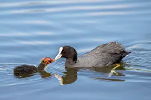 Coot: Eurasian Eurasian Eurasian Eurasian Eurasian Eurasian